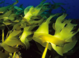 Kelp extract