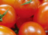 tomato extract